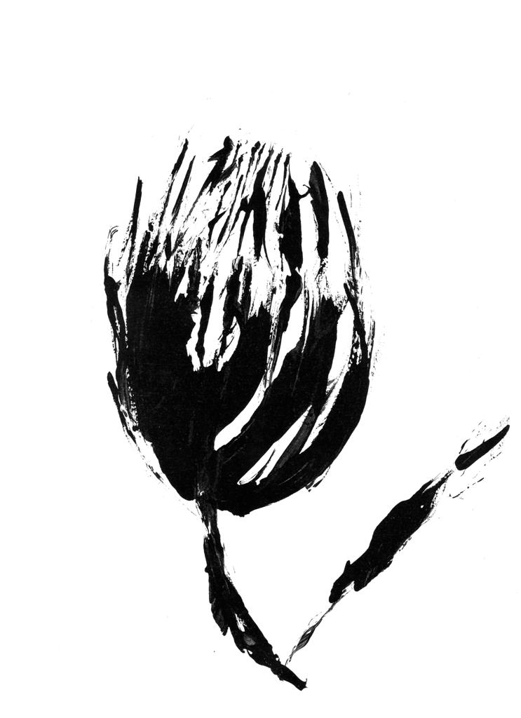 Protea Print Collection