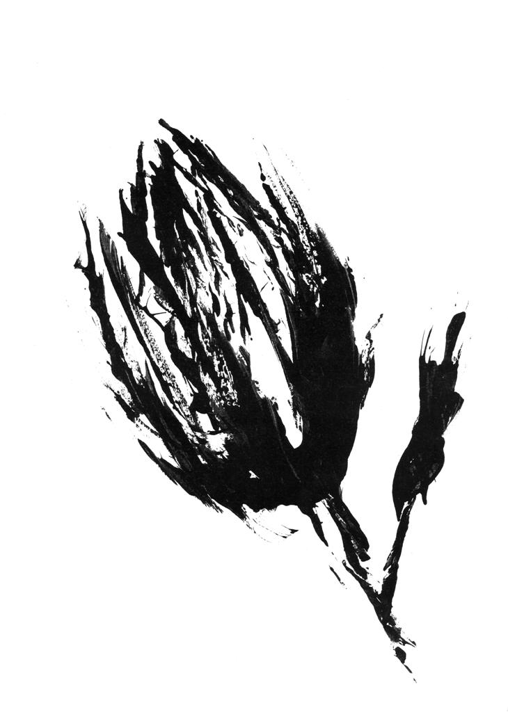 Protea Print Collection