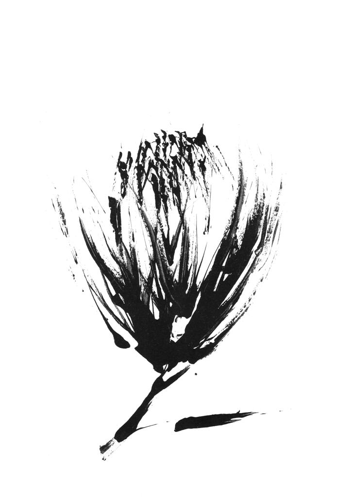 Protea Print Collection