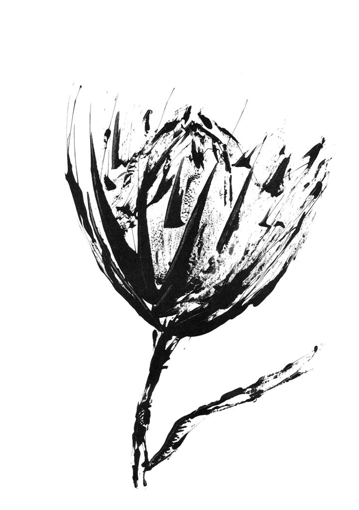 Protea Print Collection