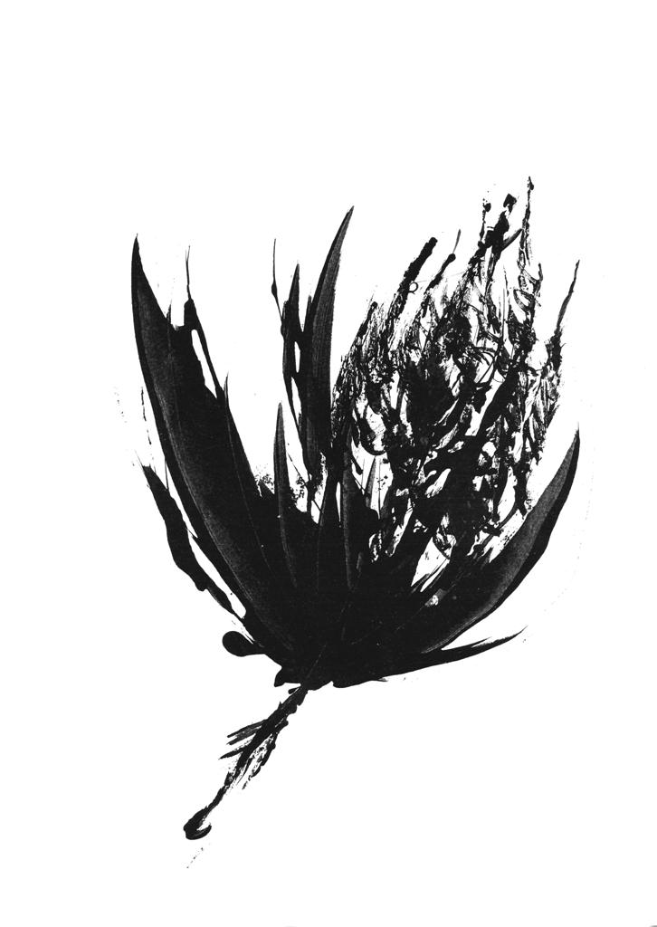 Protea Print Collection