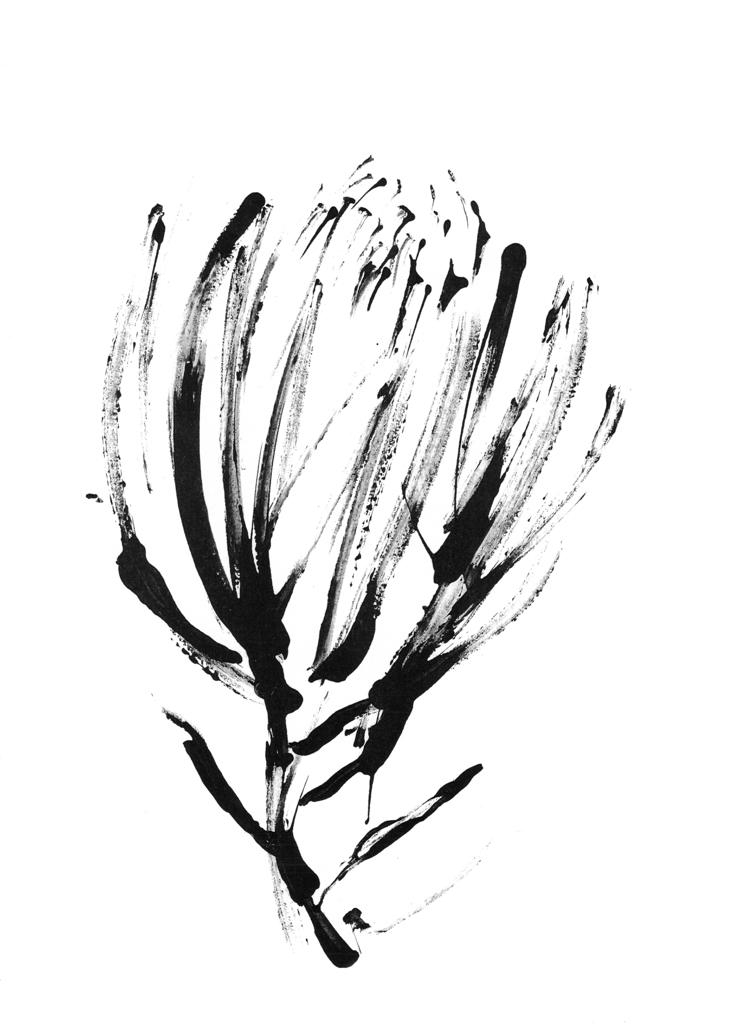 Protea Print Collection