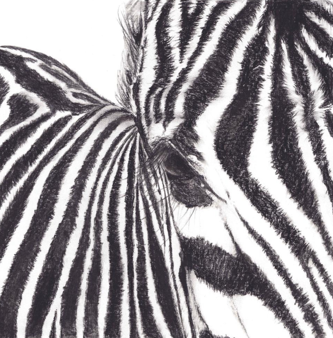 Limited Print of Charcoal Zebra's set