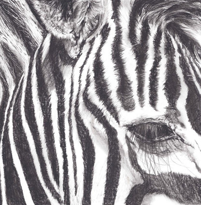 Limited Print of Charcoal Zebra's set